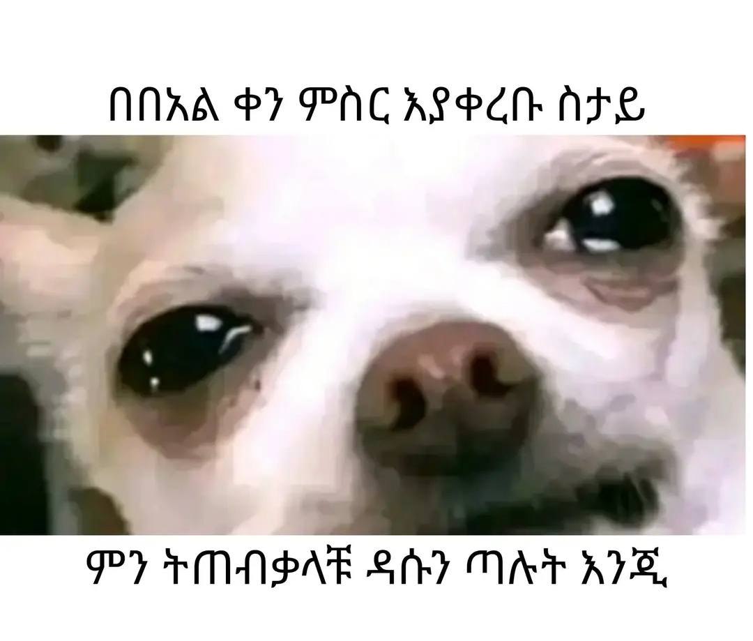 በበአል ቀን ምስር እያቀረቡ ስታይ AINA}? PAC APSE ALL